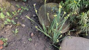 🌾 Палисадник входной зоны 🌱