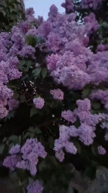 Вот вам букет сирени!!!🌸🌸🌸