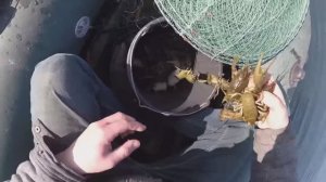 КОГДА НАЧИНАЕТСЯ ЖОР У РАКА. ВЕСЕННЯЯ ЛОВЛЯ РАКОВ на РАКОЛОВКИ. РАЗНЫЕ ПРИМАНКИ НА РАКА.