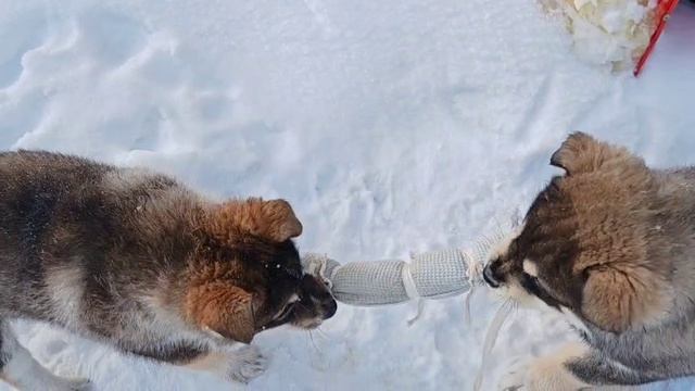 12.04.2026 г. Новая игрушка.