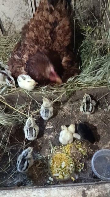 Цыплята от Яйца до Полноценной несушки ( часть √3 )