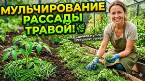 Работа кипит. Замульчировала томаты и огурцы. Ирисы цветут