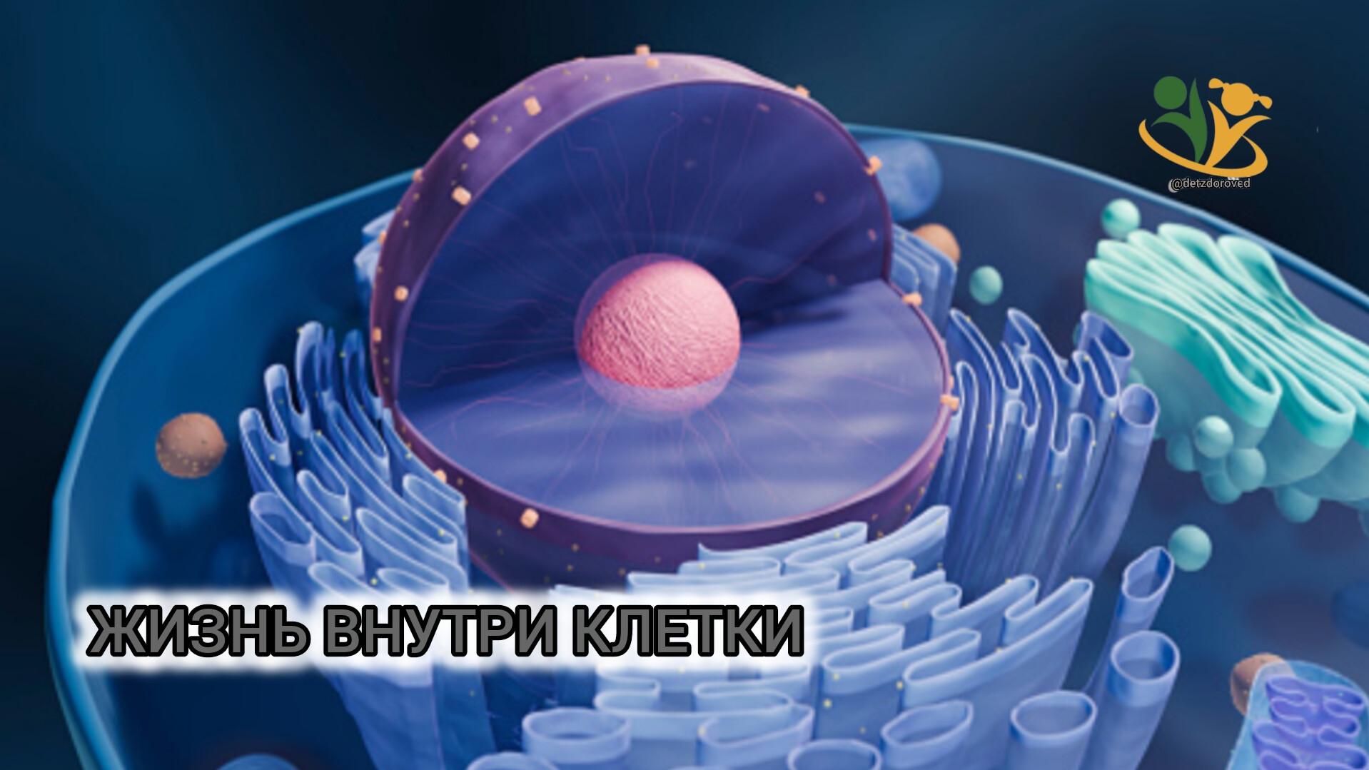 💥Жизнь внутри клетки!