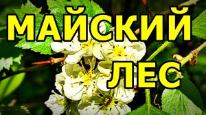 ОТДОХНИ ГЛАЗАМИ И ДУШОЙ! МОСКВА. ФОТО СЛАЙД-ШОУ. БИРЮЛЁВСКИЙ ЛЕСОПАРК. МАЙ 2026.