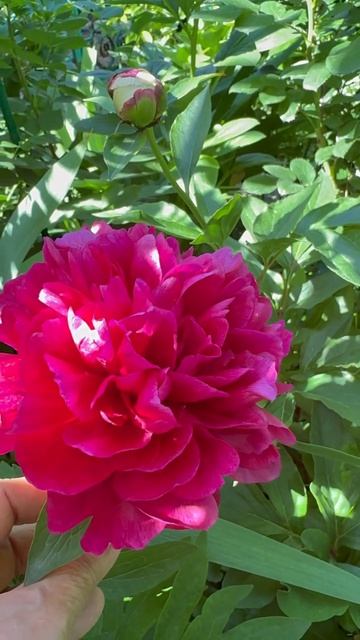 Пион🌺 старый пристарый🌺