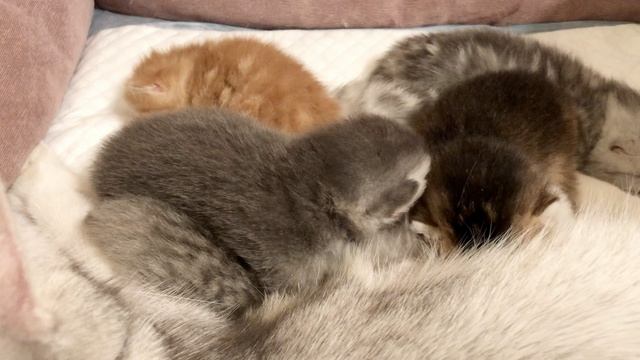 Котятам 10 дней.