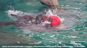 Качественные обогащения для гигантских бразильских выдр в Московском зоопарке.