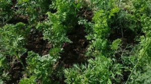 Почему морковь кудрявая?