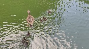 Мама-утка и утята. Утиная семья. Утка и малыши. Милота на максимуме. Утки. Утята. Май 2026