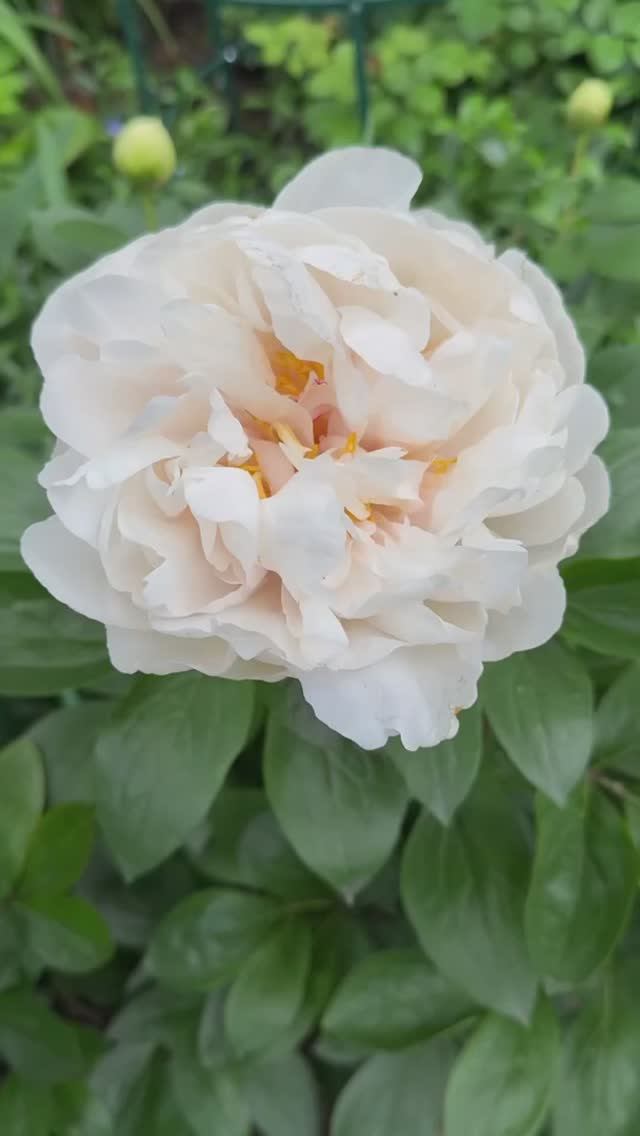 Гринлэнд🕊️🌿🕊️🌿🕊️ сама нежность🧚🏻♀️ смотреть онлайн