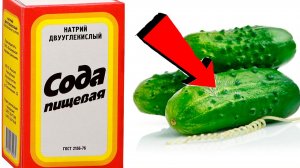 СОДА -спасатель вашего огорода! Пищевая сода подкормка для огурцов, томатов и других растений!