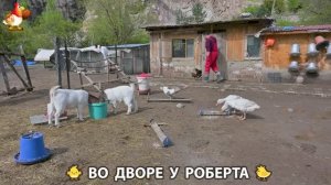 Содержание кур в домашних условиях и других птиц во дворе у Роберта 🐣🐤🦆🐔🪿🦃 (505)
