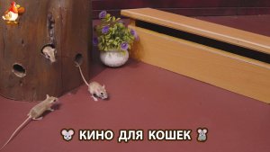 Видео для кошек про крысок развлекать питомцев 🐭🐀😂 (539)