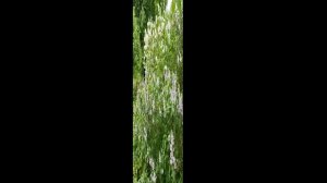 Люблю природу и цветы..mp4