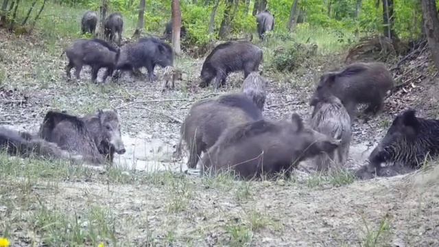 Фото ловушка кабаны смотреть онлайн