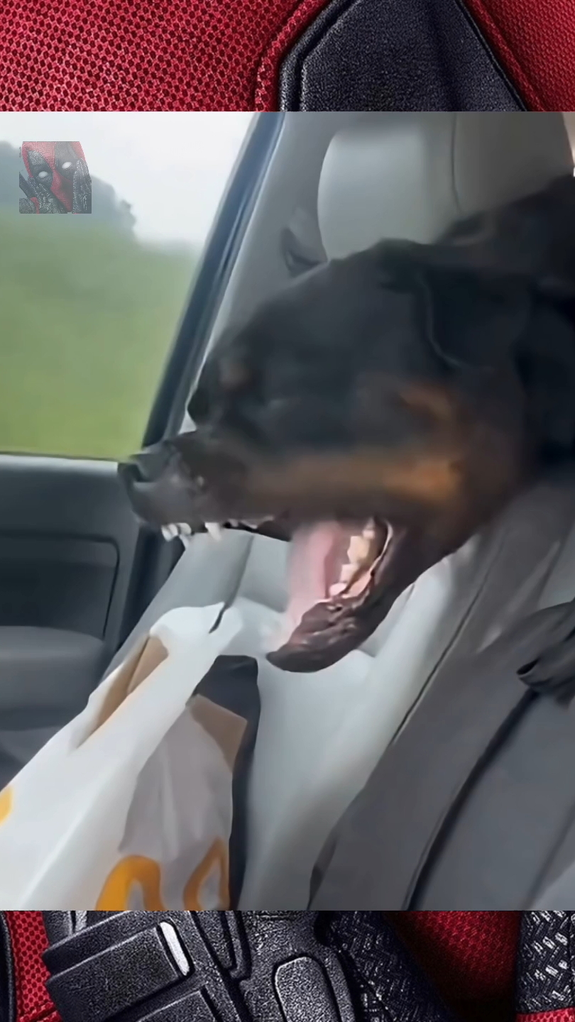 Dog Core Moments ✓ Моменты из жизни собак 😼🫶😎🫶🐶