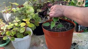 24-05-2026 Выкапала  барходцы на работу, пересадила перец, начали ремонт сарая.
