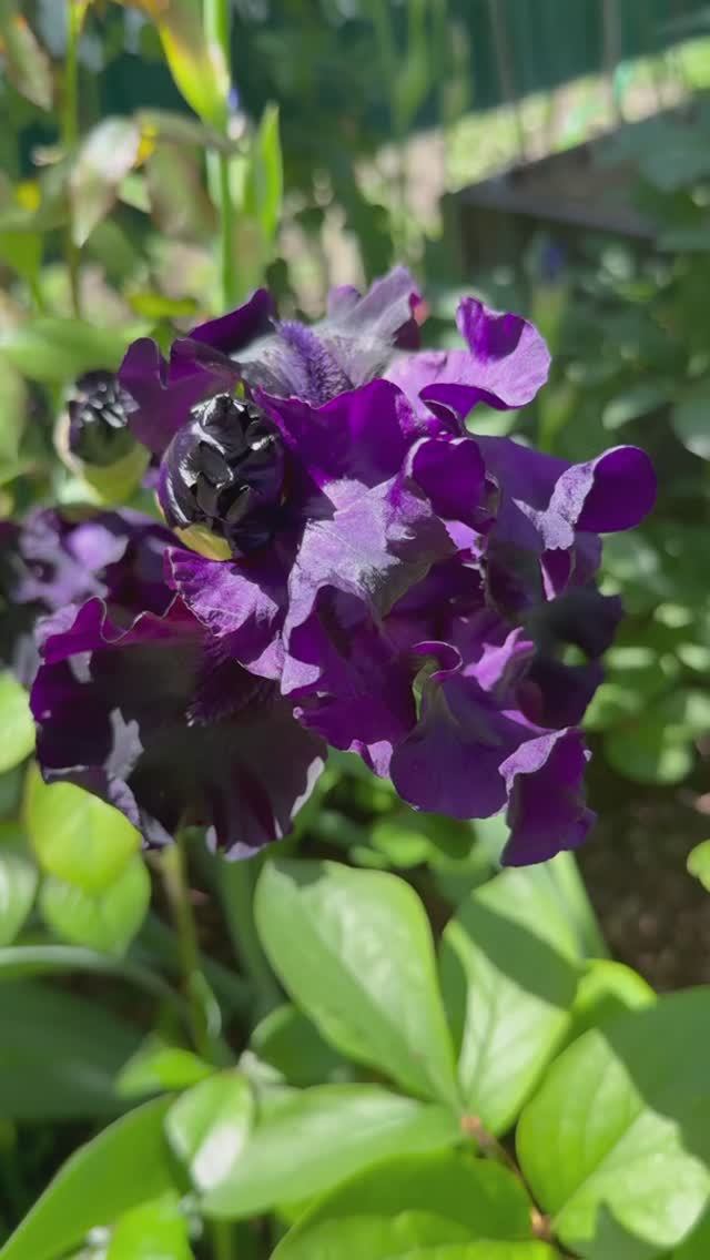Ирисовое настроение💜🌿💜🌿💜 смотреть онлайн