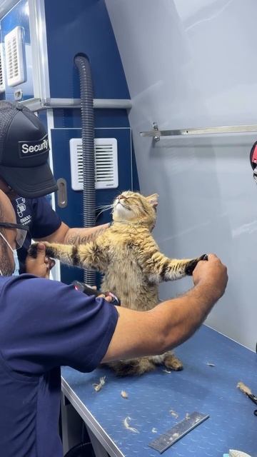 Кот-Иисус