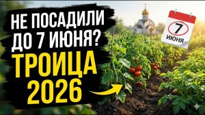 7 июня 2026 - главная дата огородника! Что нужно успеть посадить до Троицы