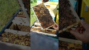 Осмотр и расширение пчелинной семьи.