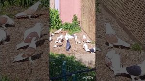 голуби Ломова Ассорти
