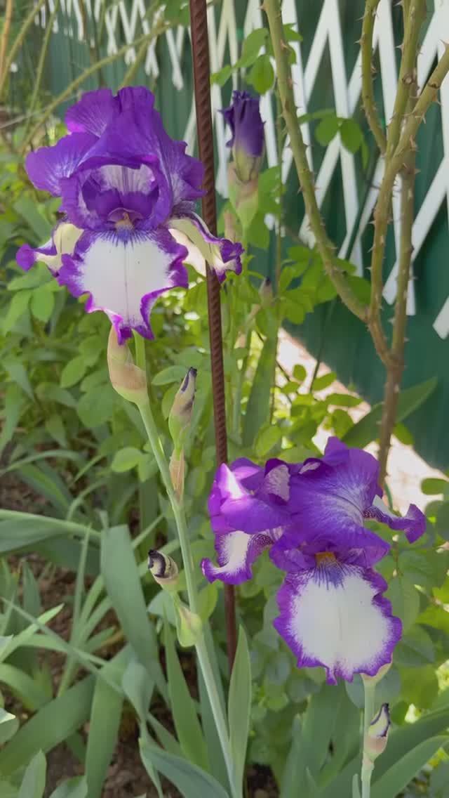 Ирисовое настроение 💜✨🌿✨💜✨🌿✨💜 смотреть онлайн