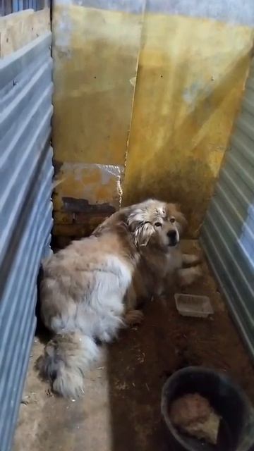 Уфа, Башкирия
Попали в отлов вот  такие собаки!😰Добрые и ласковые 
Пожалуйста, сделайте репост🙏