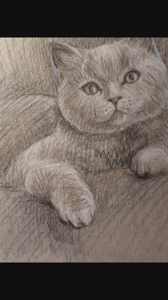 Котики. Рисунок карандашами