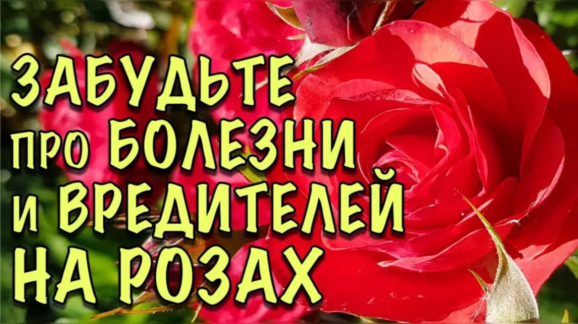 Спасаем розы от холода и болезней если прогноз погоды перестал радовать!