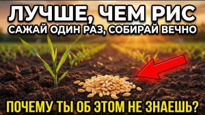 Полезнее, чем РИС растёт весь год и не требует повторной посадки