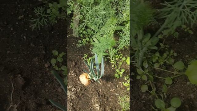 «СЕВЕРНЫЙ РАЙ? Что творится ЗА ЗАБОРОМ Зелёной дачи 23.05.2026! Трава в рост, а чеснок…СОДА СПАСЕТ!»