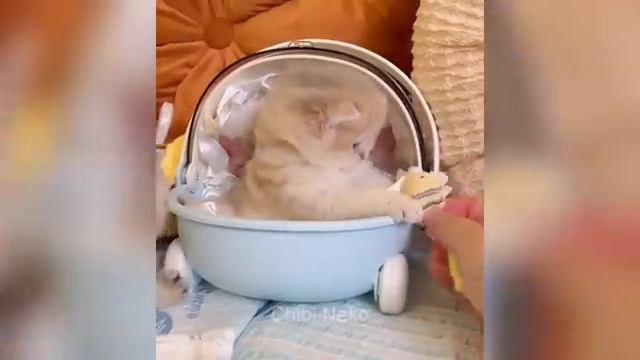 милые животные поднимут вам настроение