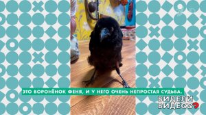 Спасение ворона Фени. Видели видео? Фрагмент выпуска от 24.05.2026