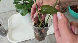 Часть 2. Формирование пышного куста и обрезка антуриума