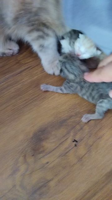 Кошка Буся родила котят