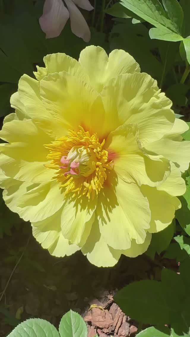 Клематис Ай Нор с пионом🌸🌼🌸🌼🌸 смотреть онлайн