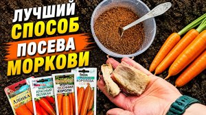 Когда и Как я сею морковь! Простой способ с чайным жмыхом и сорта для хранения