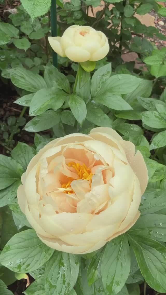 Пастелеганс ✨✨✨ и компания🌺✨🌼✨🌸 смотреть онлайн
