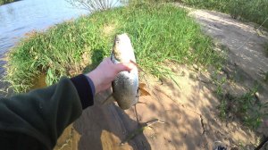 Майский жерех по высокой воде. Открытие сезона Оки 2026
