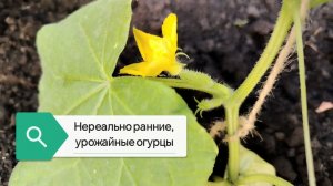 Супер урожайные огурцы Селедочка, Корюшка.