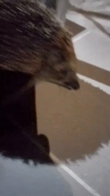 типа эдит