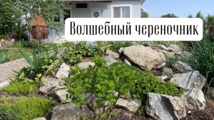 Волшебный череночник