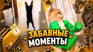 Лапки-Шоу #11 | Пушистики против всех