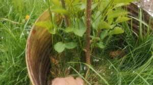VID_20260524_181304[1]