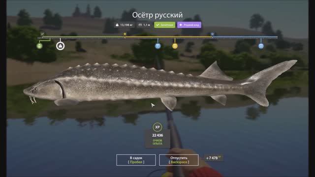 Осётр русский, река Сура, как поймать в игре Русская Рыбалка 4 смотреть онлайн