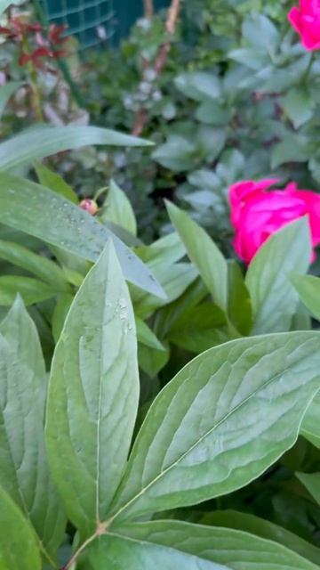 Яркий Паула Фэй🌺🌿🌺🌿🌺