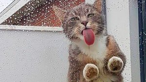 Котик моет твой экран)) Приколы с котами