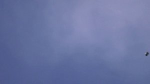 Курские голуби 24 мая 2026 г.