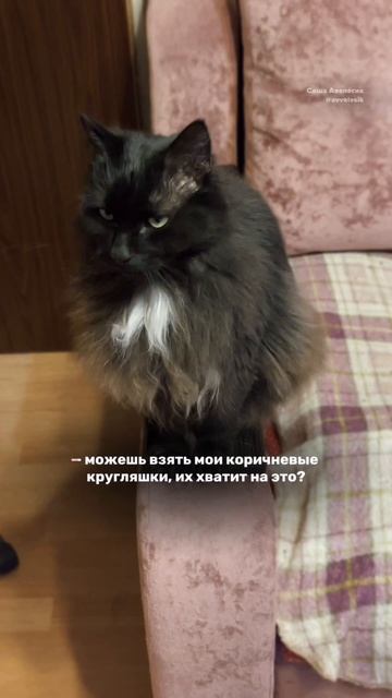 планы поменялись, котики важнее 🐈⬛